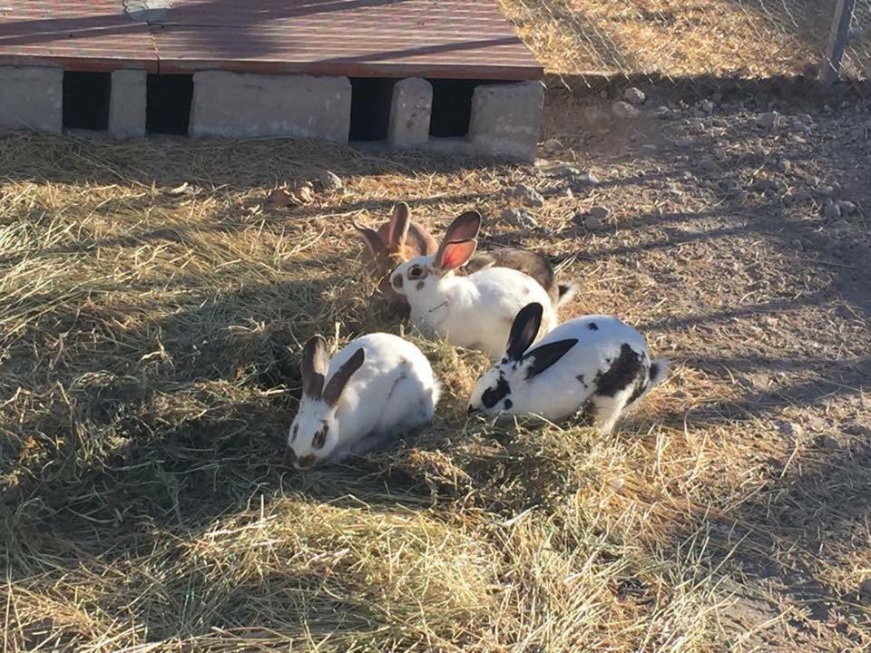 Гостьовий будинок Cortijo Bustamante Баса Екстер'єр фото